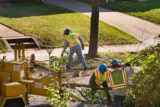 Best Hazardous Tree Removal  in USA